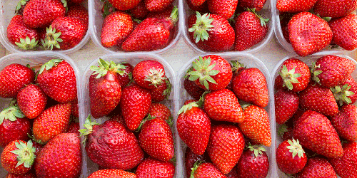 Strawberries packed into plastic clamshells