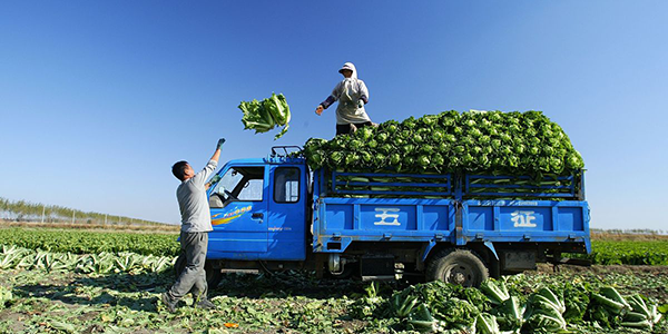 Workers load produce into a truck in the field